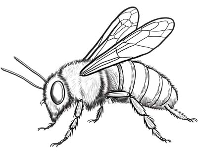 abelha-desenho-para-colorir